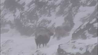 Survivre animaux des Alpes en hiver [upl. by Dahsra]