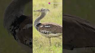 5 Mind Blowing Facts About the Kori Bustards [upl. by Anasor]