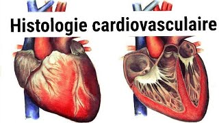 UNITE 1Cardio respiratoireHISTOLOGIE de lappareil cardiovasculaire2éme année médecine [upl. by Adnohsar]