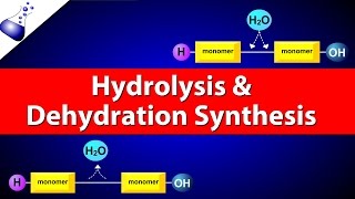 Hydrolysis and Dehydration Synthesis [upl. by Camellia623]