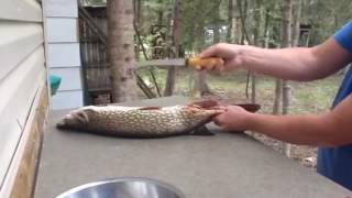 Filleting a Northern Pike [upl. by Eineg]