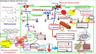 Pharmacology of ANTIHELMINTHICS AnthelminticsPart 1Albendazole and Mebendazole [upl. by Supen]