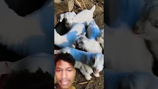 Bakri ke bacche kitne Khubsurat hai [upl. by Onailerua]