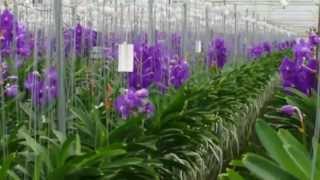 Anco Vanda Orchids from Easy Orchids [upl. by Seerdi]