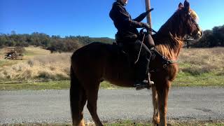 Tennessee Walking Horse vs Missouri Fox Trotter Gaits [upl. by Severson125]