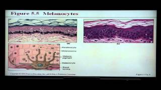 Anatomy and Physiology Help Chapter 5 Integumentary System [upl. by Eelsel]