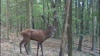 Piękny mazurski jeleń byk [upl. by Thurstan]