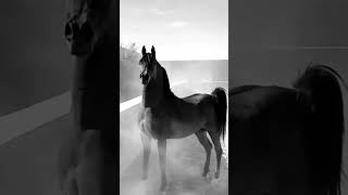 ARABİANHORSE good shortvideo arabianhorse music россия arabistan challenge [upl. by Begga]