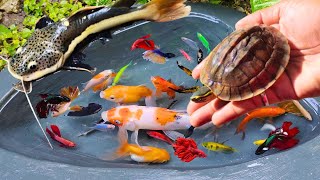 Catching fighting betta fish in the pond red tail catfish goldfish albino catfish molly fish [upl. by Hashim827]