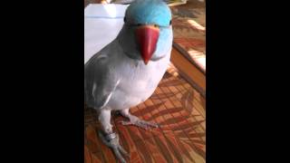 Indian Ringneck Fun Crazy bird Cisco [upl. by Euqinim]