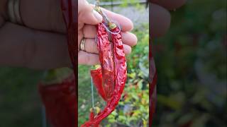 Drying peppers The results gardeningwithcoffee gardening ediblegarden selfsufficiency [upl. by Dibru]