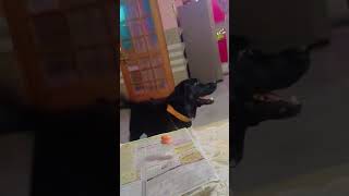 Labrador dog barking 🐶❣️❣️ with masti ❣️❤️ doglover labrador [upl. by Dall]