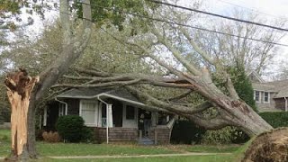 Dangerous Tree Felling With Chainsaw Working Heavy Big Tree Removal Fails Falling On Houses [upl. by Brande]