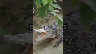 ¡Cocodrilos trepadores ¿Lo sabías curiosidades datosincreibles viralvideo datoscuriosos [upl. by Narih122]