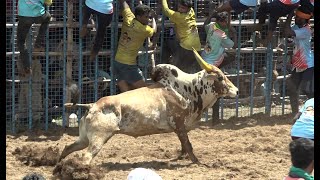 சத்திரப்பட்டி ஜல்லிக்கட்டு 2023 Videos 02  Chatrapatti Jallikattu 2023 Videos 02 [upl. by Siekram146]