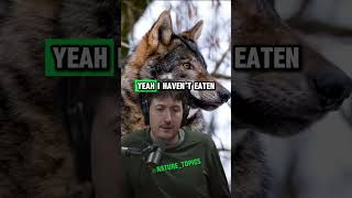 Eating Wolf Meat Glenn Villeneuves Wilderness Survival Story  Joe Rogan Experience shorts jre [upl. by Bidget45]