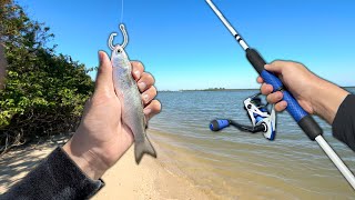 Fishing for SALTWATER GIANTS with LIVE BAITFISH Beach Jetty Kayak Fishing [upl. by Junko]