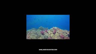 Diving at Richelieu Rock Thailand [upl. by Branham265]