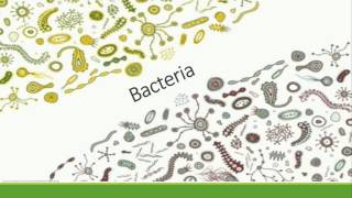 Bacteria Viruses and Fungi Oh My [upl. by Denbrook]