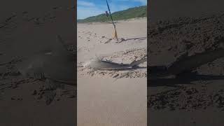 Spinner shark caught off Playalinda beach tight lines [upl. by Etteve383]