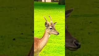 See how his new antlers are growing deer fallowdeer buck nature 🦌 [upl. by Kacey]