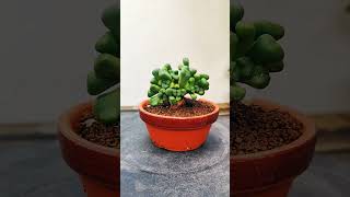 Aloinopsis Schooneesii cactus bonsai suculentas [upl. by Tierell]