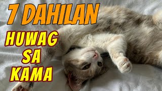 7 Dahilan Kung Bakit Hindi Pwede Pumunta Ang Pusa Sa Kama  RISKS at ISSUES [upl. by Tormoria87]