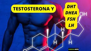 TESTOSTERONA y DHT DHEA FSH y LH [upl. by Anilrahc]