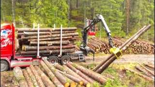 New Scania R560 loading timber [upl. by Sipple]