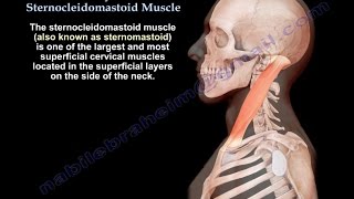 Anatomy Of The Sternocleidomastoid Muscle  Everything You Need To Know  Dr Nabil Ebraheim [upl. by Milde]