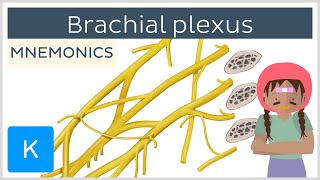 Brachial plexus mnemonics  Human Anatomy  Kenhub [upl. by Roel766]