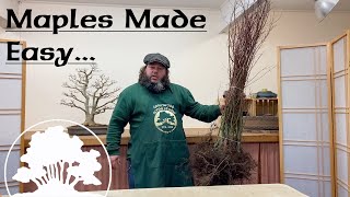 Maples Made Easy  Greenwood Bonsai [upl. by Etnuhs]