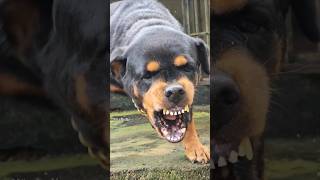 Angry dpg barking new video rottweiler angrypuppy cuteanimal pets angrydog cutepet [upl. by Ysdnyl]