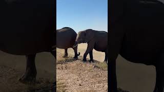 Did you know  Unexpected behavior of wild elephants [upl. by Ailemac]