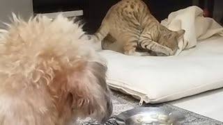 Kitten Thug Life Cute kitten steals senior dogs bed [upl. by Rosalia]