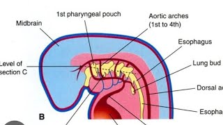 Pharyngeal Arches Model  2nd Year MBBS OSPE [upl. by Melodee580]