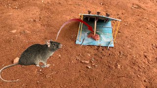 Creative rat trap using PVC pipe [upl. by Onida]