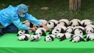 Cutest baby Panda Videos Compilation Cute moment of the Animals  Cutest Pandas [upl. by Yramesor]