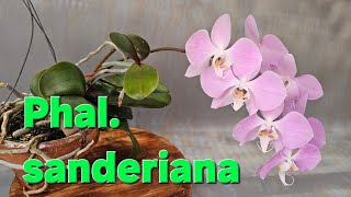 Phalaenopsis sanderiana 호접란 산데리아나 [upl. by Armyn514]