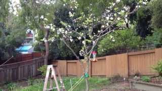 How to Get a Better Yield  More Fruit out of your Pear Tree  Pollinate the tree by hand [upl. by Ahterahs]