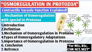 Osmoregulation in Protozoa  Paramecium osmoregulation  Amoeba osmoregulation  Osmoregulation [upl. by Hacceber]