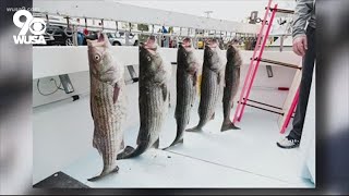 Maryland sets limits on rockfish bass fishing in the Chesapeake Bay [upl. by Baxy721]