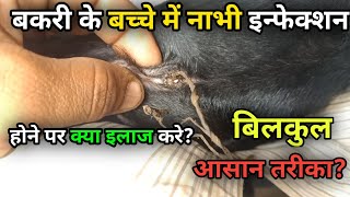 Bakri Ke Bacche Mein Neel Nabhi infection Ko Kaise Theek Karen Bakri Ke Bacchon Ki Bimari [upl. by Ennovahs]