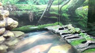 How to Set Up A Fire Bellied Toad Habitat [upl. by Fauman]