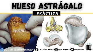 Anatomía Práctica Hueso Astrágalo  Caras Articulaciones Inserciones Ligamentosas [upl. by Tomkins]