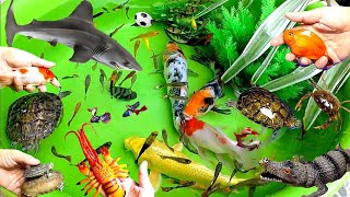 Cute Animals Shark Crocodile Turtle Goldfish Koi Crab Shrimp SharkFrogFish Type Fish [upl. by Lemmie]