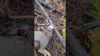 230 yard shot mule deer IDAHO 7mm [upl. by Adiam953]