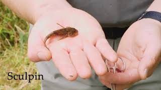 Freshwater bites sculpin vs round goby [upl. by Einnij]