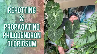 Philodendron gloriosum  repot amp propagate [upl. by Arihaj852]