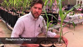 Plant Nutrient Deficiency Symptoms Nitrogen Phosphorus Potassium [upl. by Yrolam]